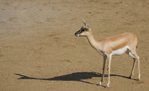 Baby Antilope